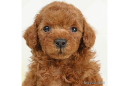 成約済の千葉県のトイプードル-226445の1枚目